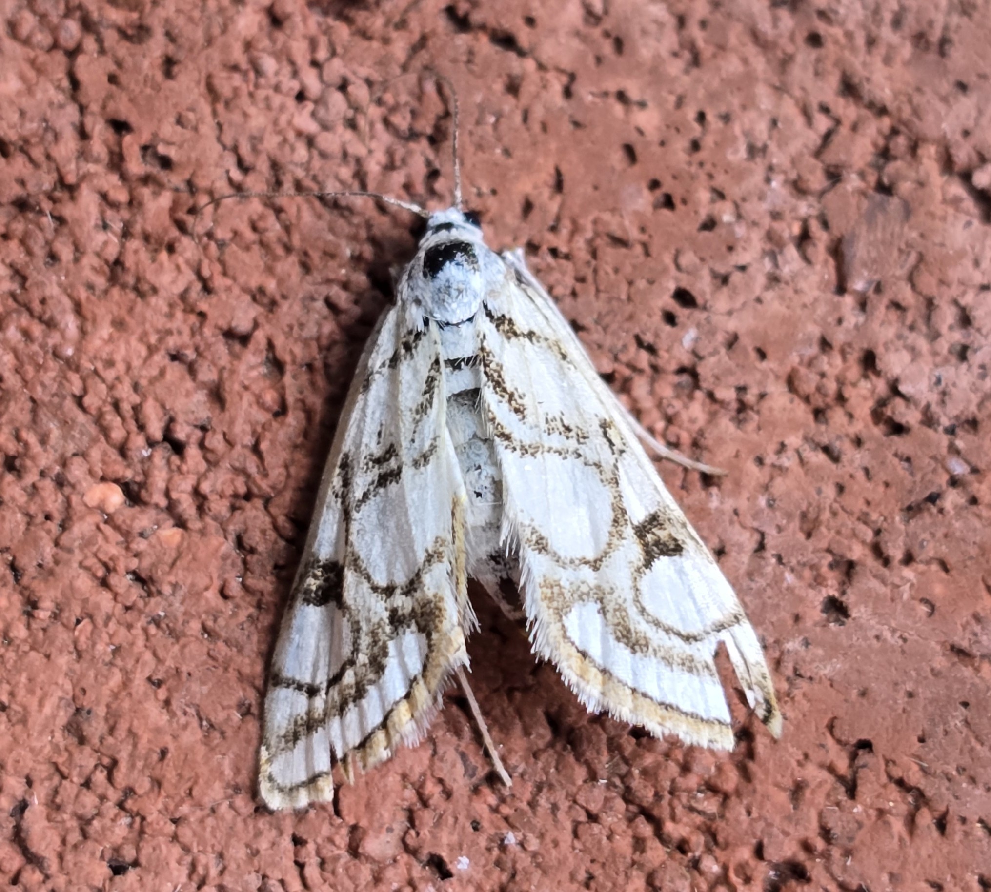 Photo of Beautiful China-mark (Nymphula nitidulata)